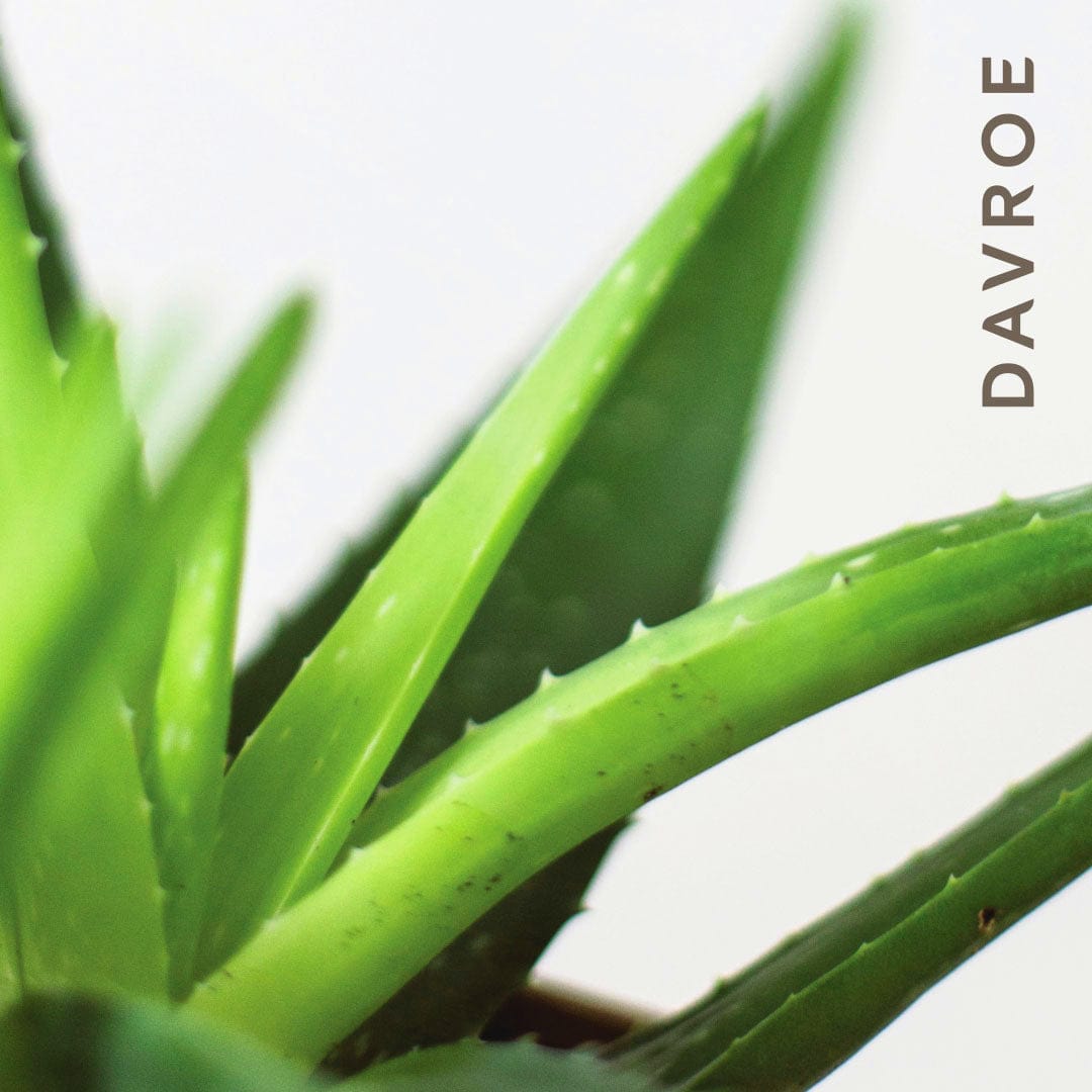 aloe vera plant for scalp Scalp Remedy Conditioner – Davroe Hair Wellness USA Store